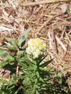 Image of winged cudweed