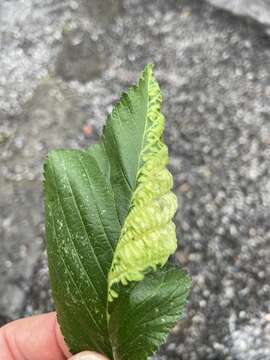 Image of Woolly aphids