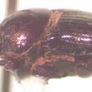 Image of Onthophagus limonensis Kohlmann & Solis 2001