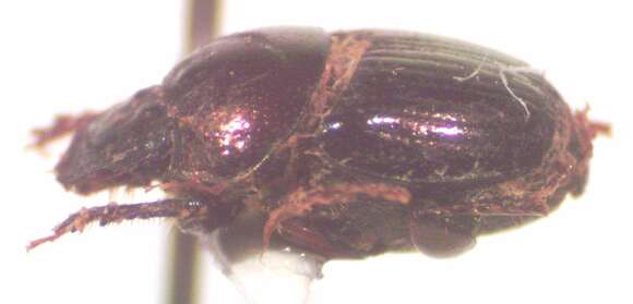 Image of Onthophagus limonensis Kohlmann & Solis 2001