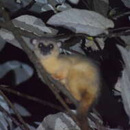 Image of Small-toothed Palm Civet