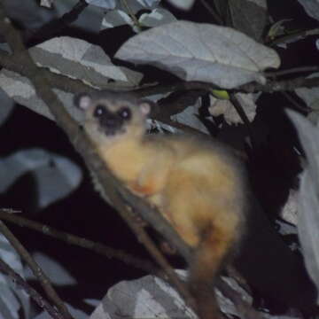 Image of small-toothed palm civet