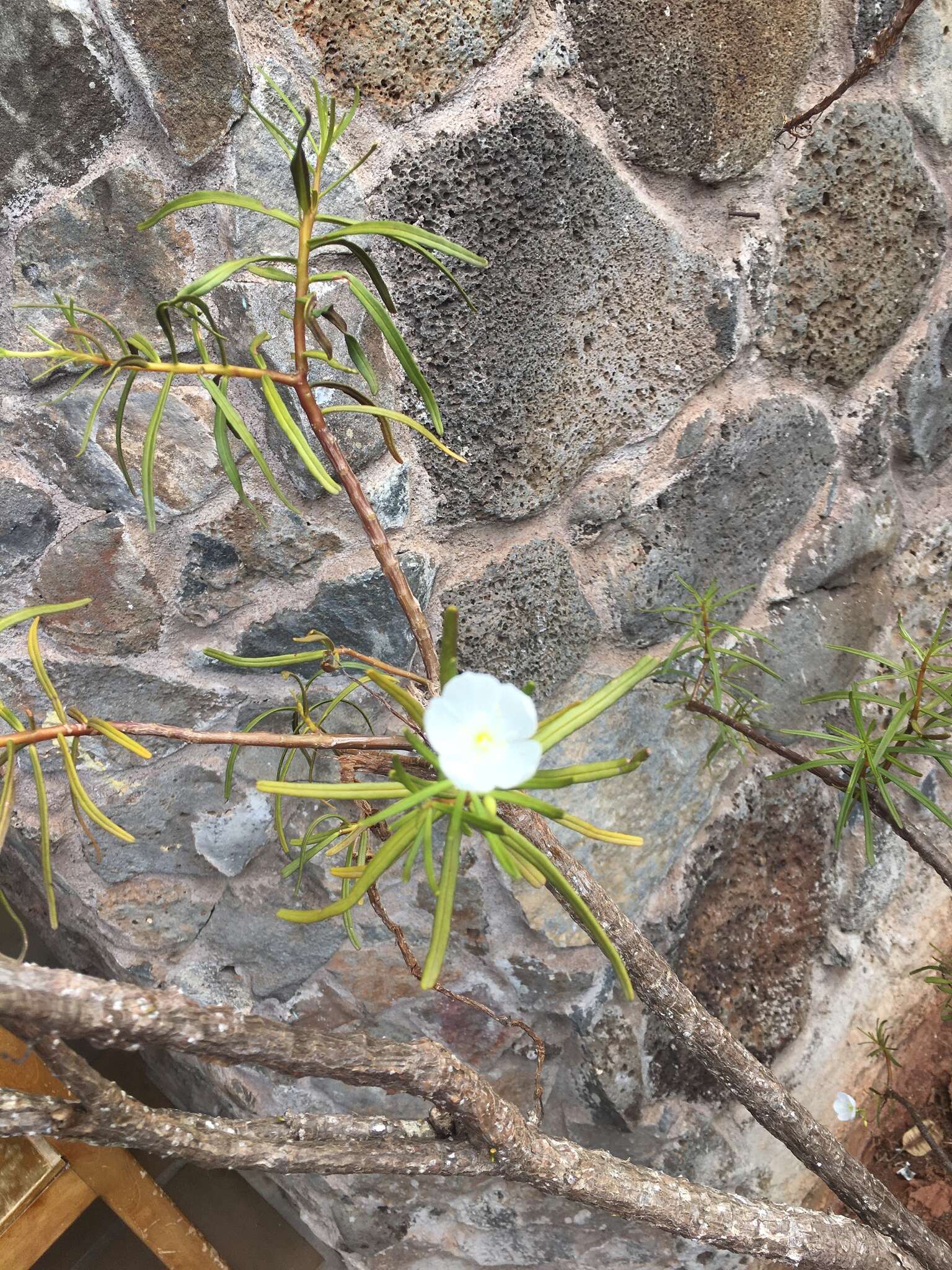 Image of Talinum galapagosum (H. St. John) M. A. Hershkovitz