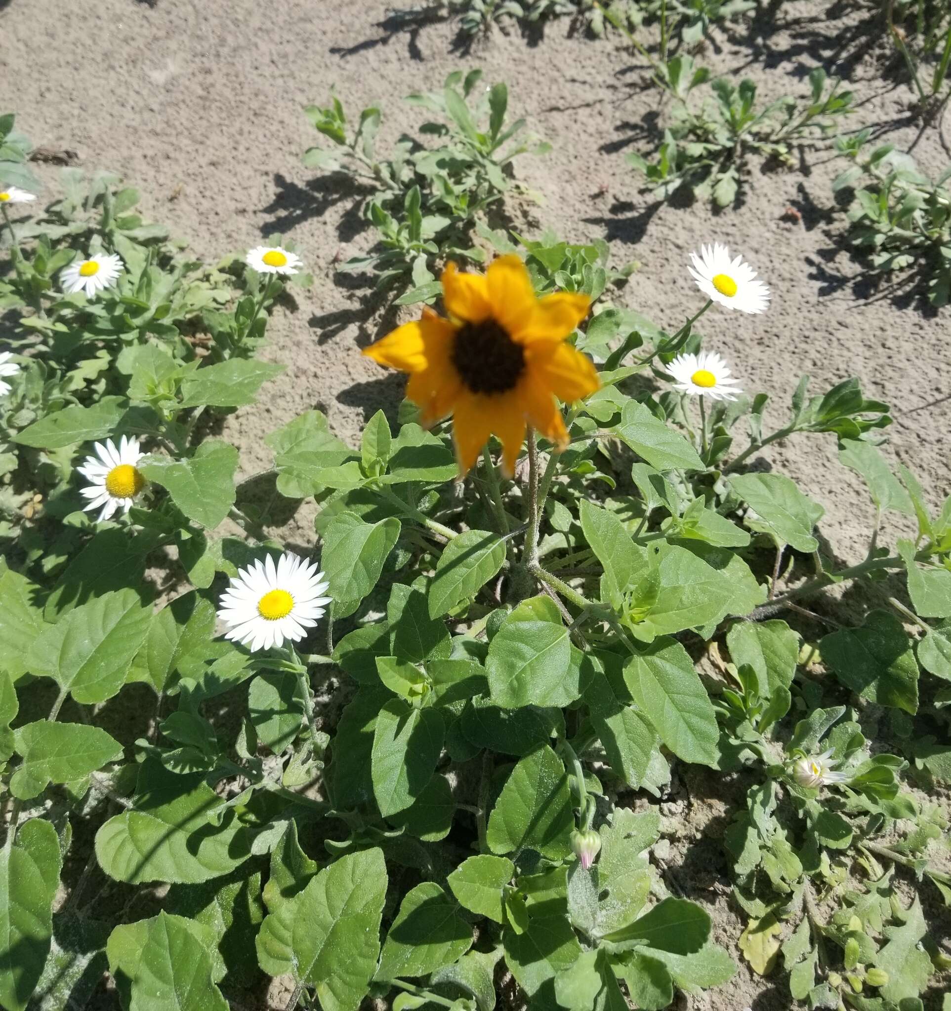 Image of Texas sunflower