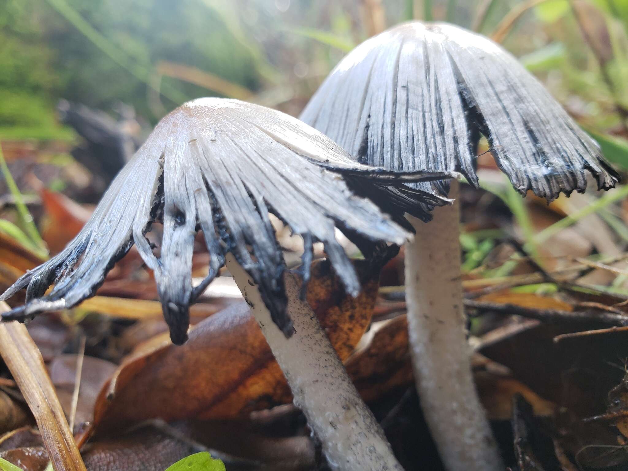 Image of Coprinopsis alopecia (Lasch) La Chiusa & Boffelli 2017