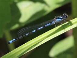 Image of New England Bluet