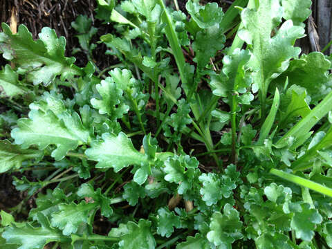 Image of Oxeye Daisy