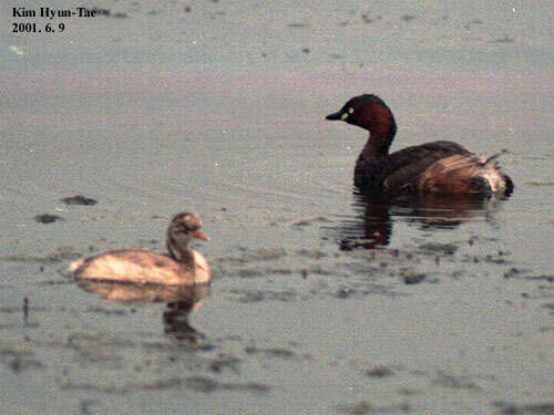 Image of Little Grebe