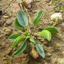 Image of Oxalis monophylla var. monophylla