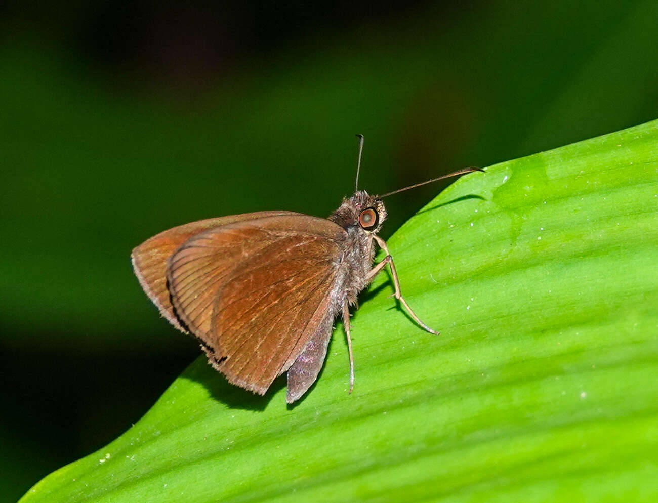 Koruthaialos butleri De Nicéville 1883 resmi