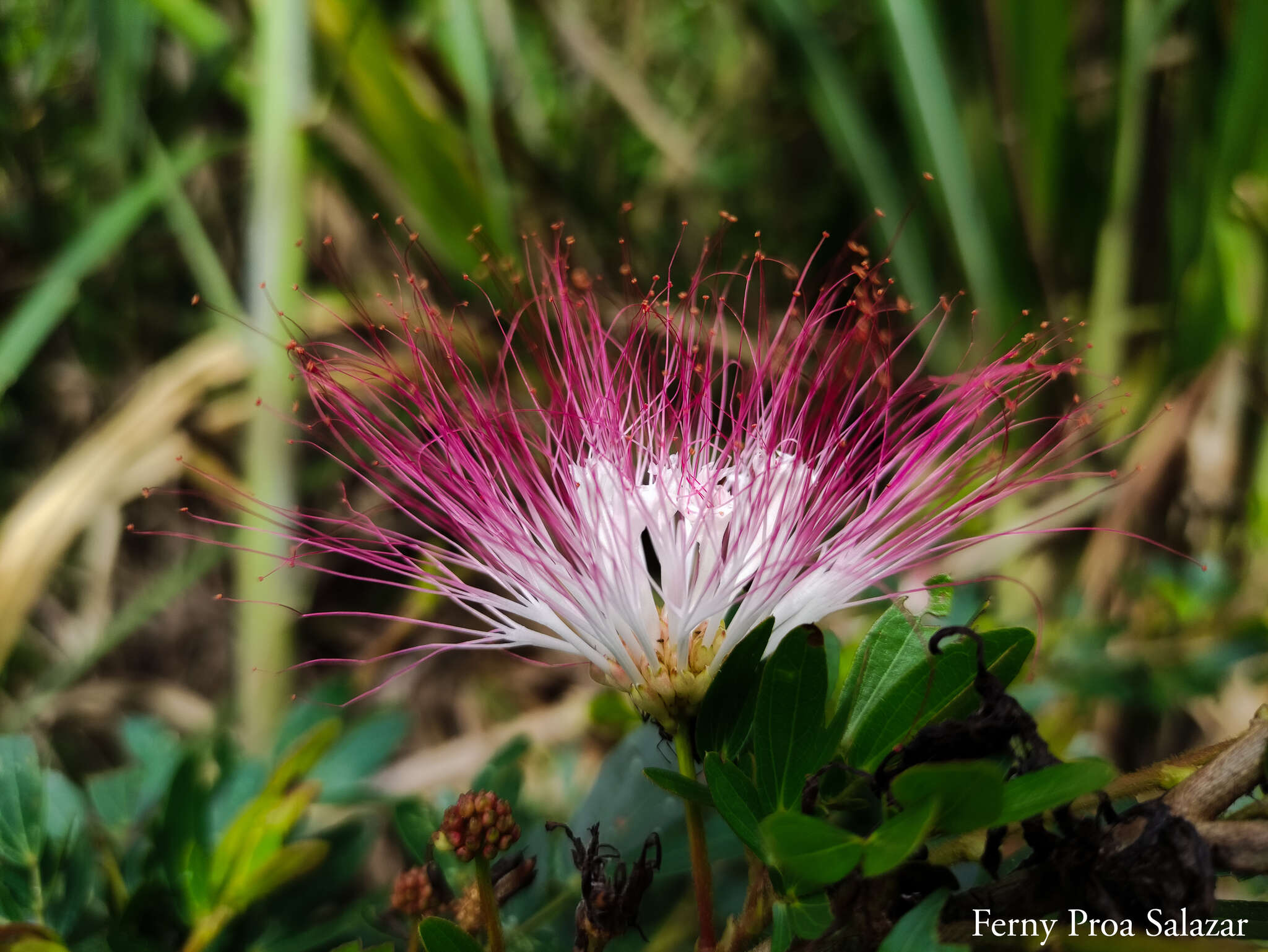 Image of Calliandra angustifolia Benth.