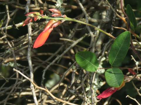 Image of Camptosema rubicundum Hook. & Arn.