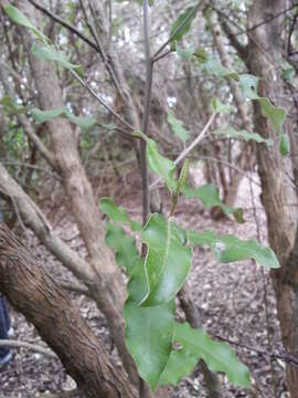 Image de Olearia albida Hook. fil.