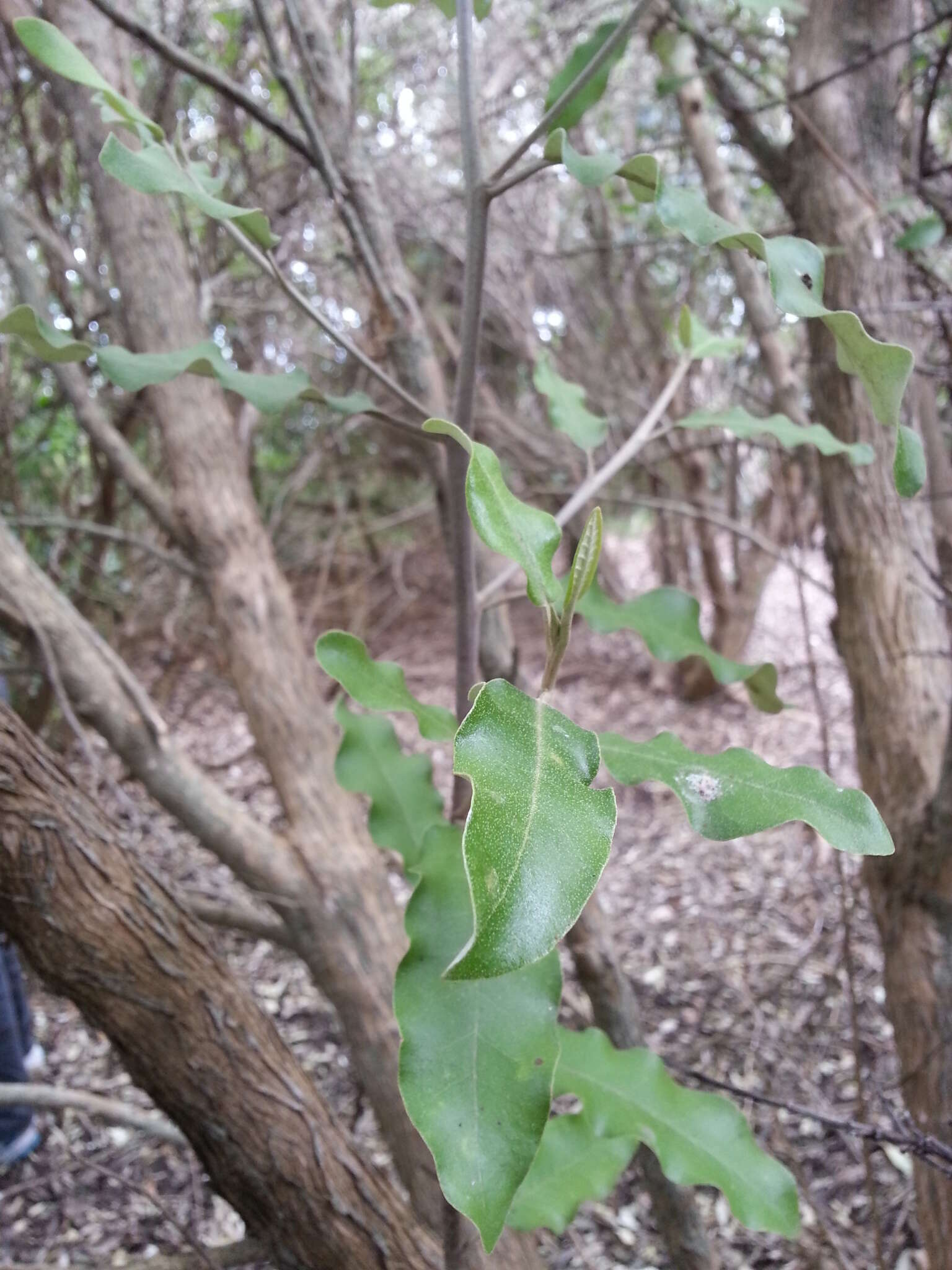 Image de Olearia albida Hook. fil.