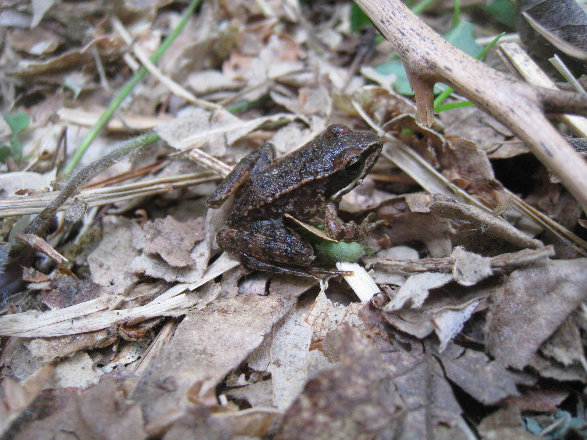 Image of Iberian Frog