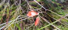 Image de Gladiolus brevitubus G. J. Lewis