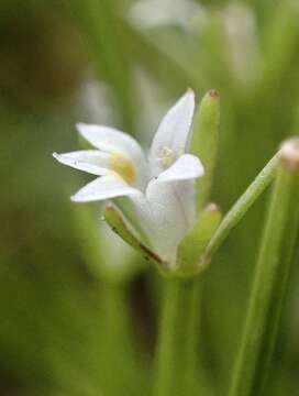 Image of Dwarf Calico-Flower