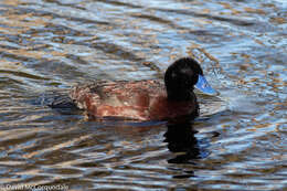 Image of Blue-billed Duck