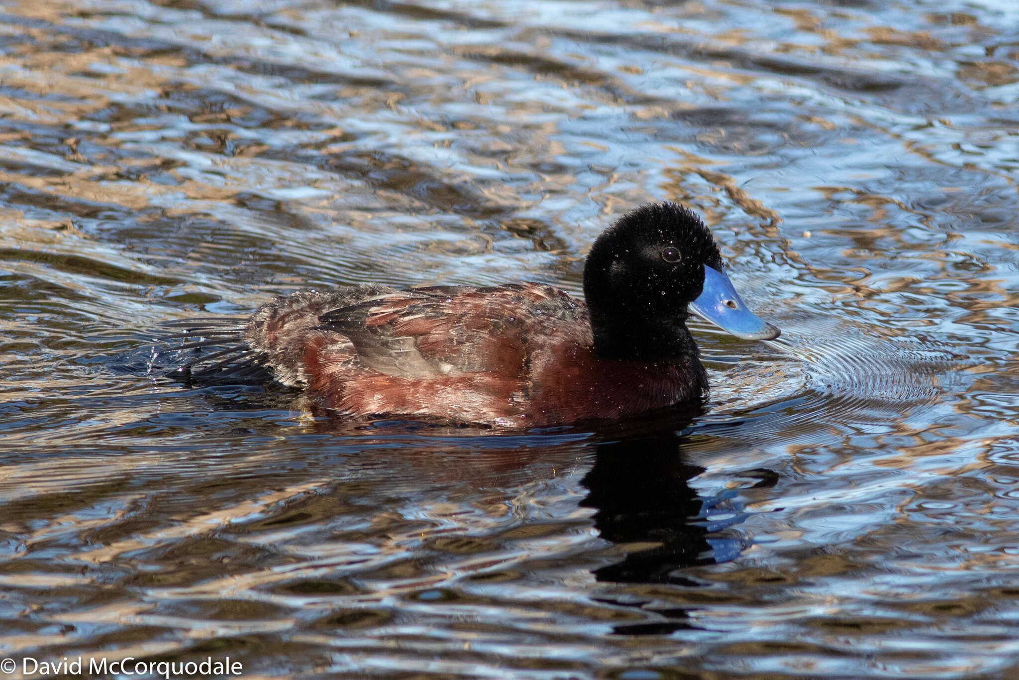 Слика од Oxyura australis Gould 1837