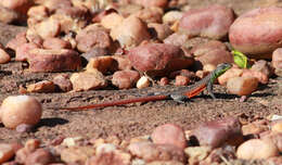 Image of Waterberg Flat Lizard