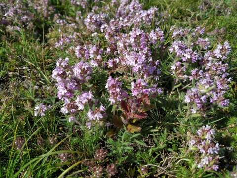 Sivun Thymus tauricus Klokov & Des.-Shost. kuva