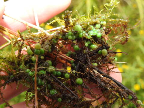 Image of <i>Nostoc coeruleum</i>