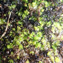 Image of Hymenophyllum minimum A. Rich.