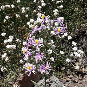 Imagem de Schizanthus hookeri Gill. ex R. Grah.