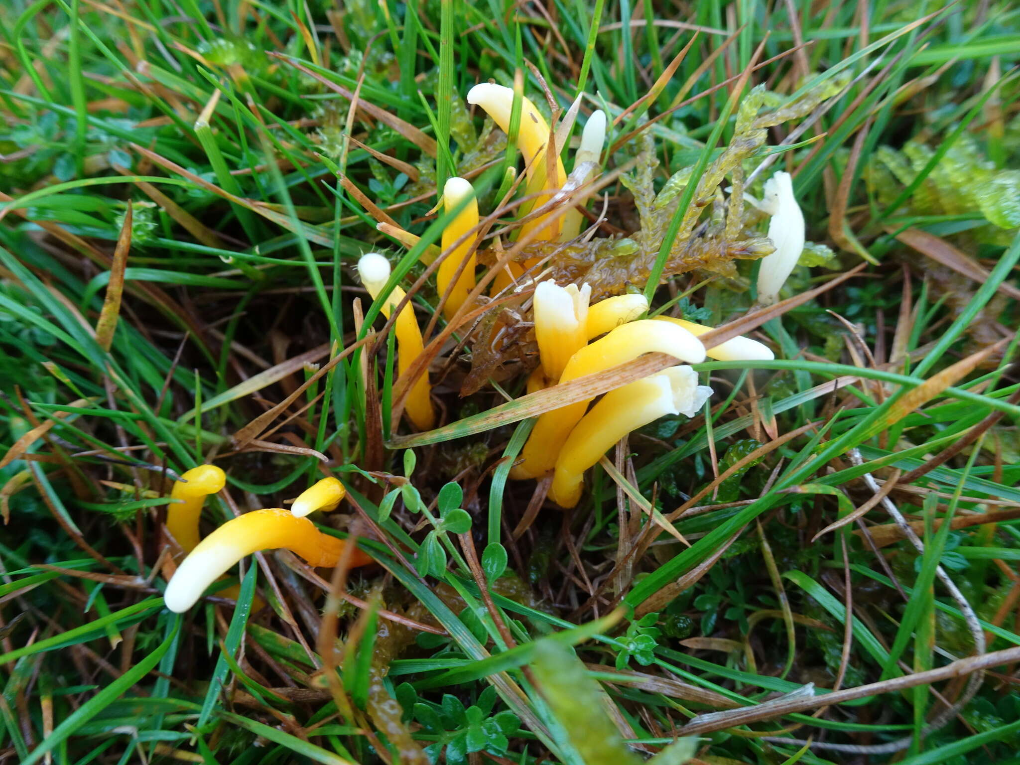 Image of Clavulinopsis luteoalba (Rea) Corner 1950