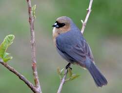 Image of Cinnamon Tanager