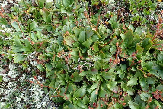 Plancia ëd Micranthes calycina (Sternb.) Gornall & H. Ohba