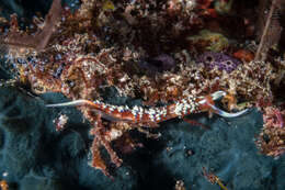 Image of White tipped red and white slug