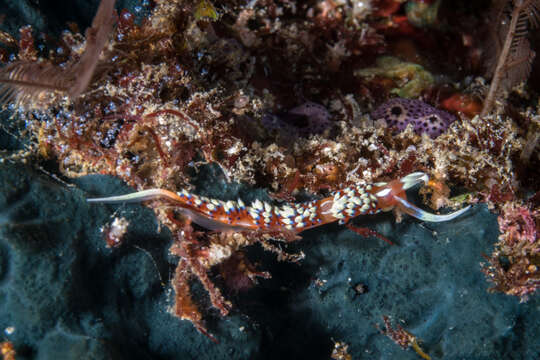 Image of White tipped red and white slug