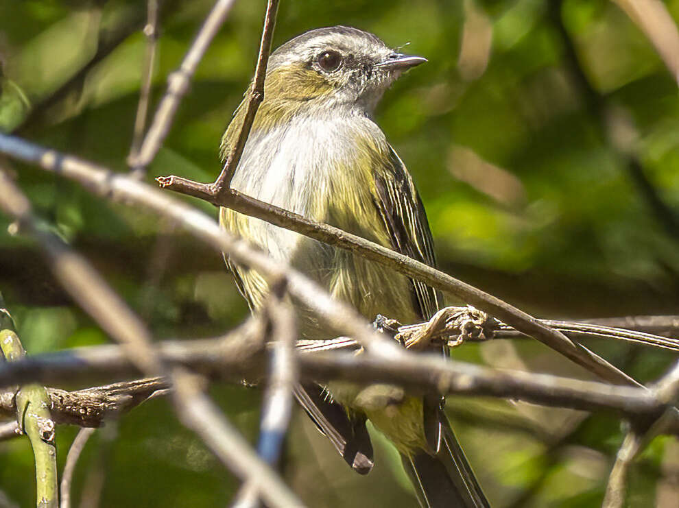 Image of Guatemalan Tyrannulet