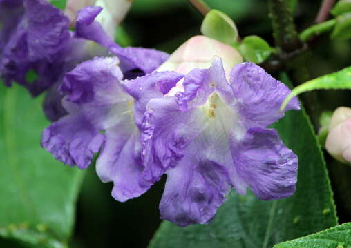 Image of Strobilanthes callosa Wall. ex Nees