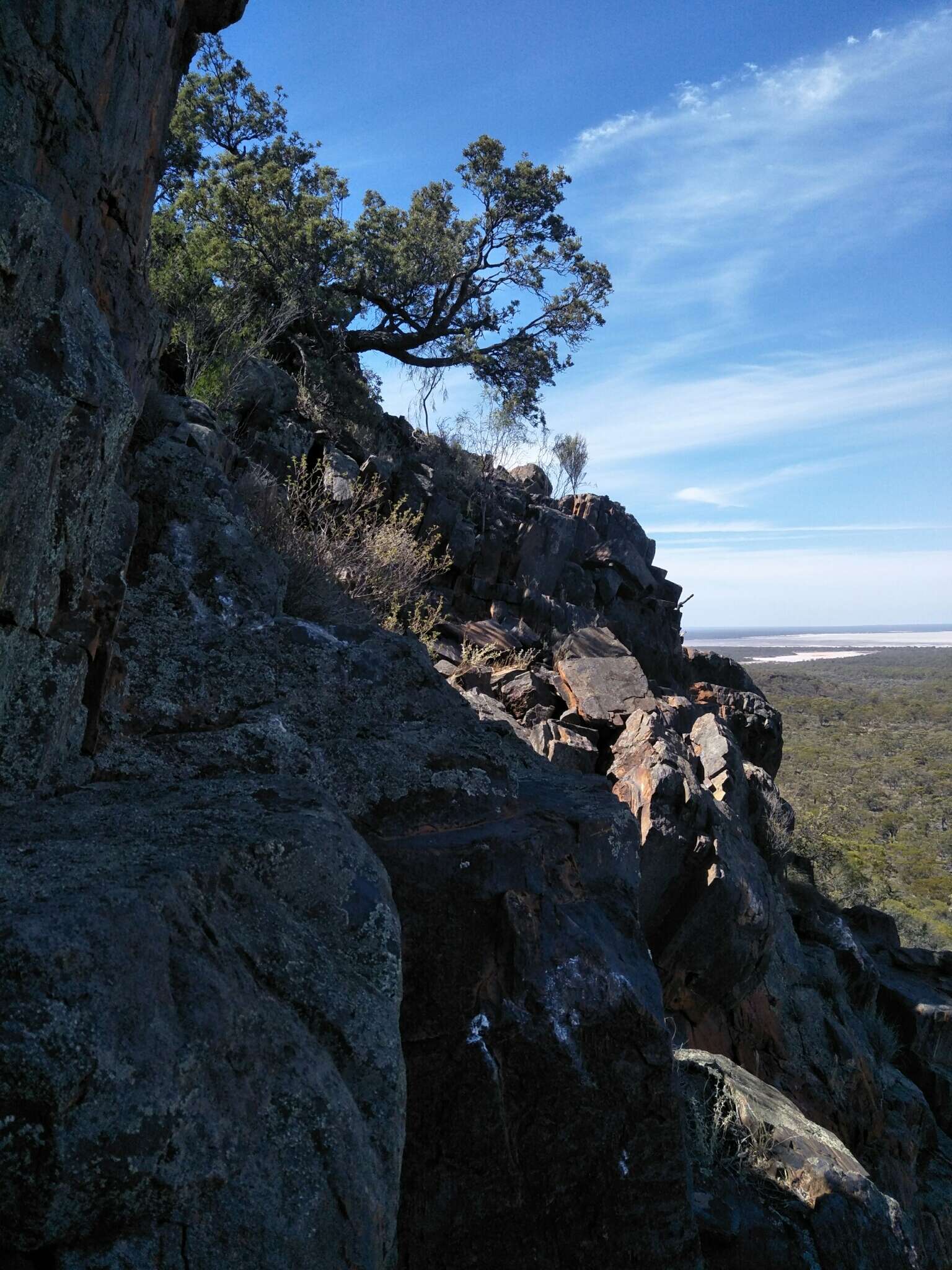 Image of Banksia arborea (C. A. Gardner) A. R. Mast & K. R. Thiele