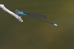 Image of Acanthagrion trilobatum Leonard 1977