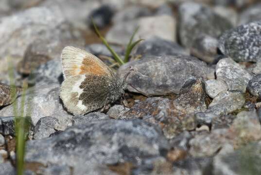 Image of Coenonympha tullia yukonensis W. Holland 1900