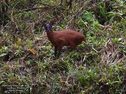 Image of Dwarf Red Brocket