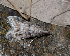 Image of Narrow-winged Grey