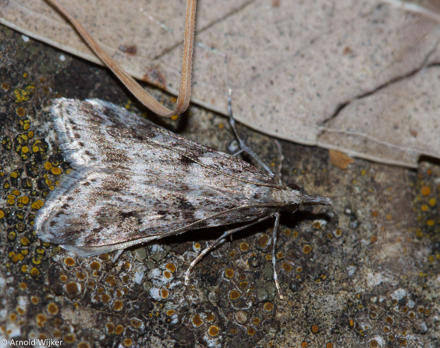 Image of Narrow-winged Grey