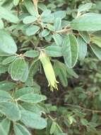 Image of Correa glabra var. leucoclada (Lindl.) Paul G. Wilson