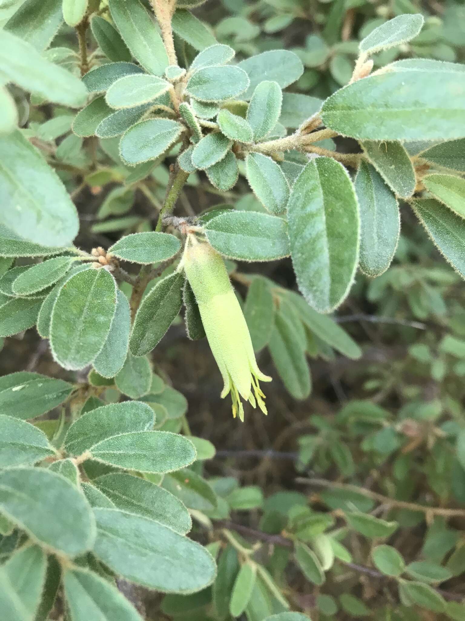 صورة Correa glabra var. leucoclada (Lindl.) Paul G. Wilson