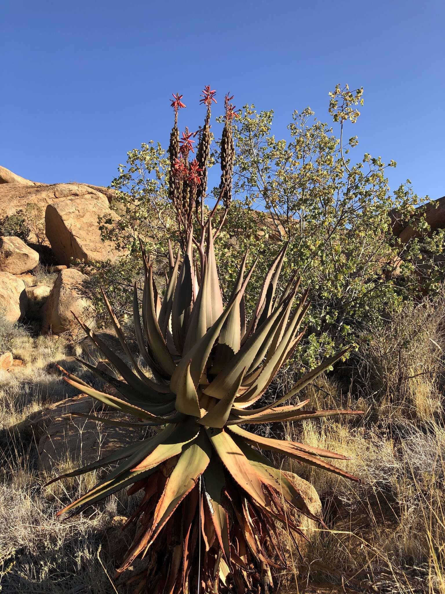 Aloe littoralis Baker resmi