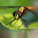 Image de Lyriothemis cleis Brauer 1868