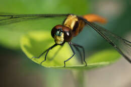 Image of Lyriothemis cleis Brauer 1868