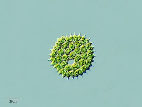 Image of <i>Pediastrum boryanum</i>