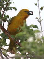 Image of African Golden Weaver