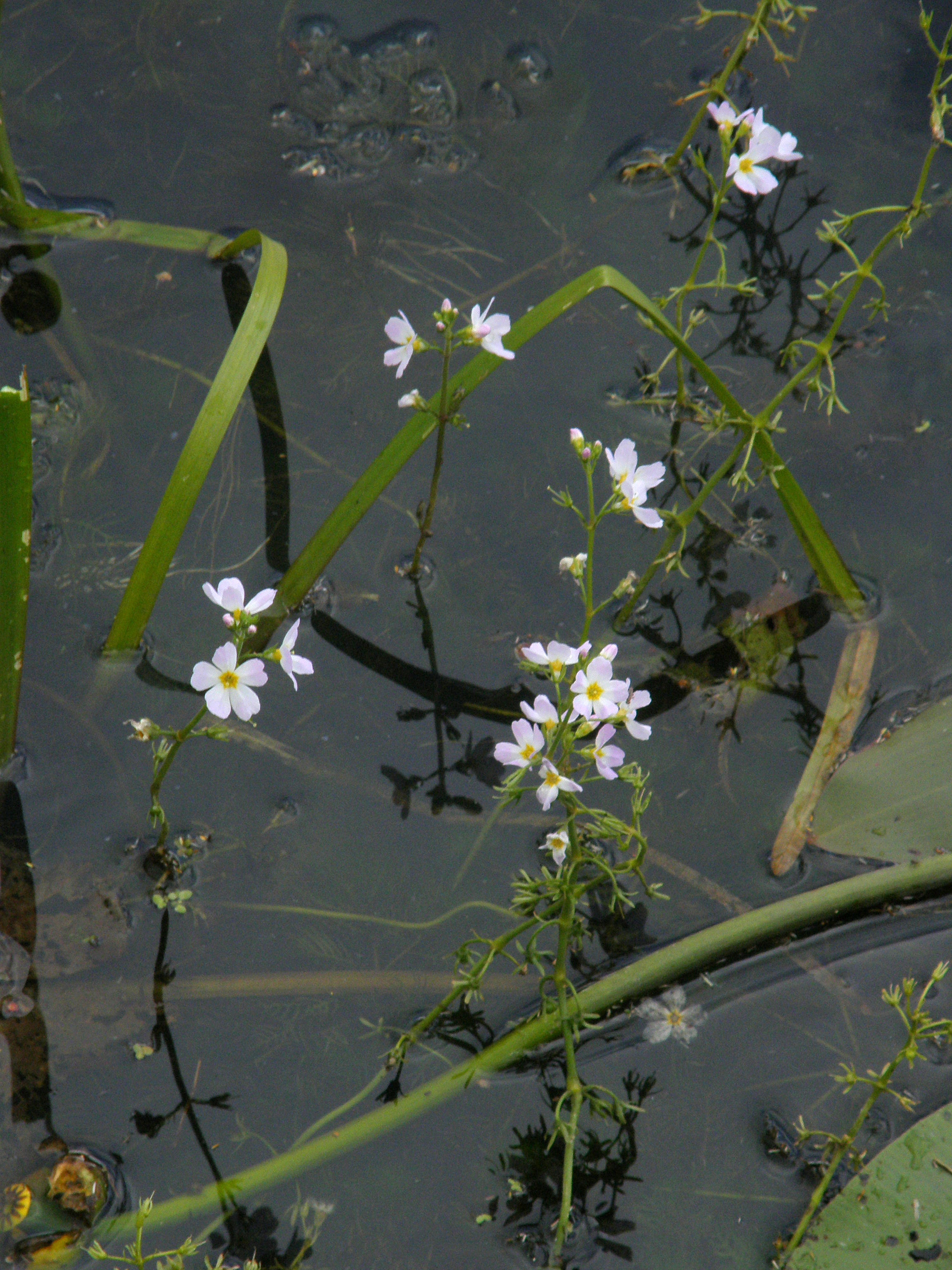 Hottonia palustris (rights holder: Bas Kers (NL))