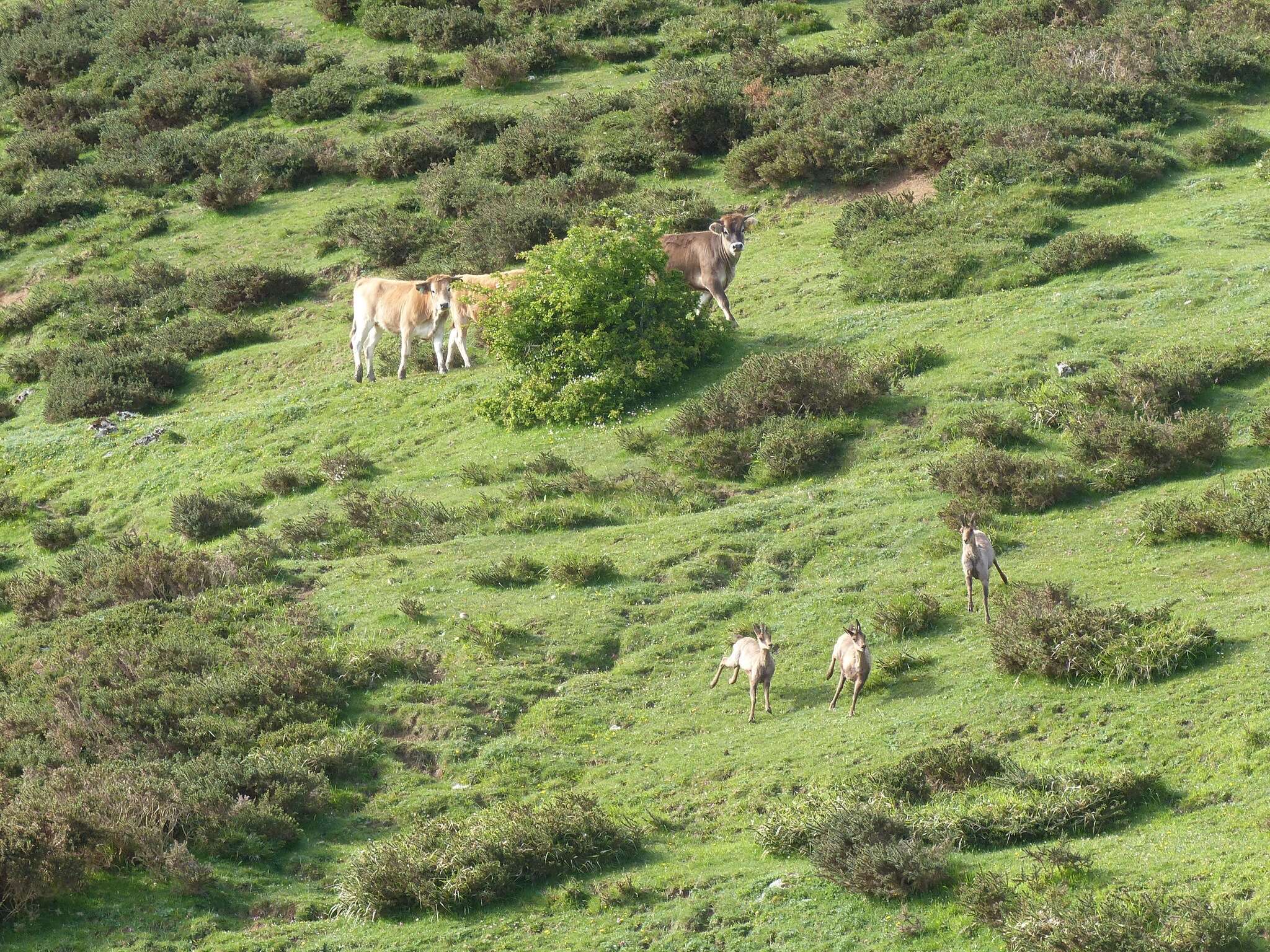 Image of Abruzzo Chamois